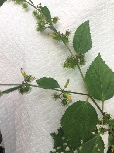 Triumfetta semitriloba