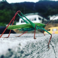 Jimenezia elegans