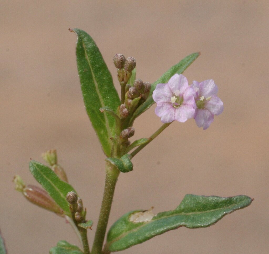 Boerhavia schomburgkiana