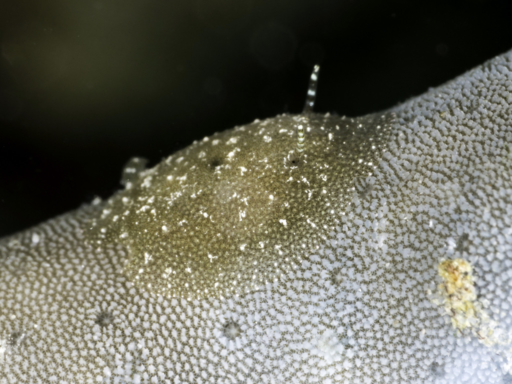 Doridomorphidae