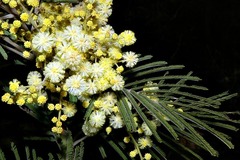 Acacia mearnsii image