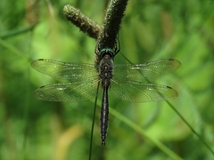 Somatochlora graeseri