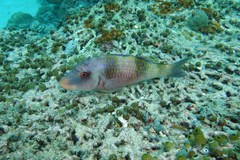 Parupeneus crassilabris