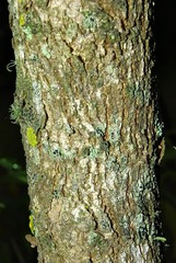 Calpurnia aurea subsp. aurea image