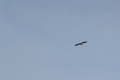 Neophron percnopterus