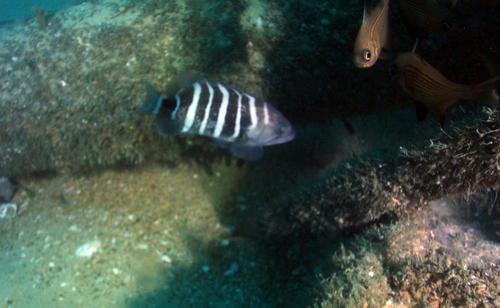 Banded rockcod (Hyporthodus ergastularius) — Serranidae — 5