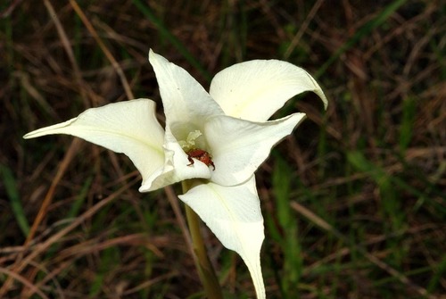 Gladiolus longicollis image