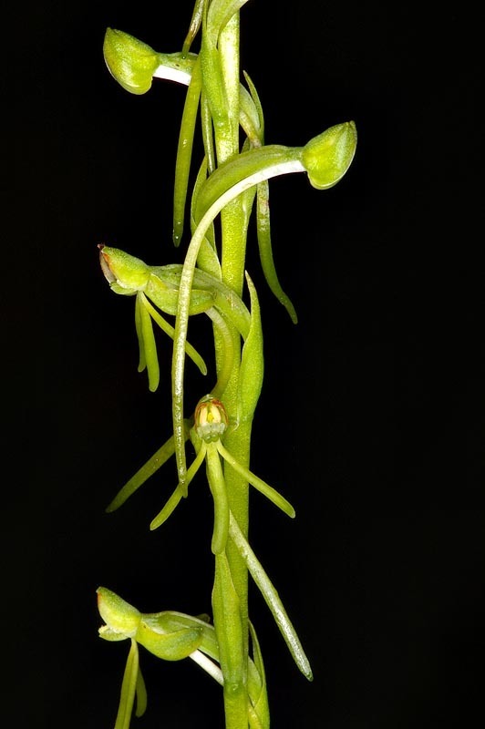 Finehorn Ghost Orchid