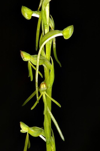 Finehorn Ghost Orchid