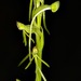 Finehorn Ghost Orchid - Photo (c) Linda Loffler, some rights reserved (CC BY-NC), uploaded by Linda Loffler