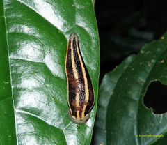 Haemadipsa ornata