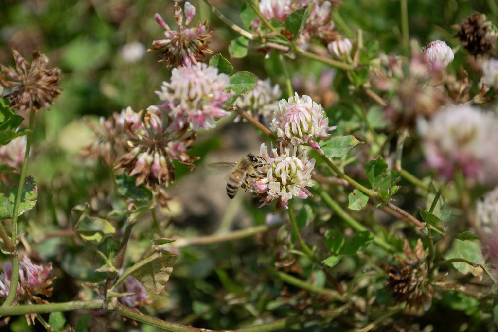 Alsike clover from Red Deer County, AB, Canada on July 9, 2023 at 1252