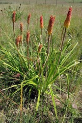 Kniphofia linearifolia image