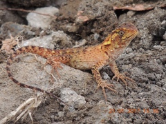 Enyalioides