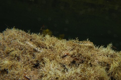 Lepidoblennius marmoratus