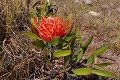 Leucospermum gerrardii image