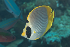 Chaetodon adiergastos