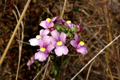 Nemesia denticulata