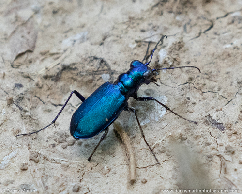 Six-spotted Tiger Beetle, photo 2 of 10