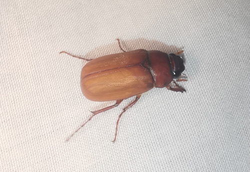 Phyllophaga quercus