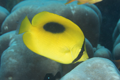 Chaetodon speculum