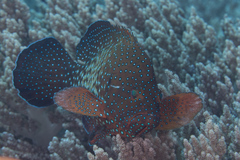 Cephalopholis cyanostigma