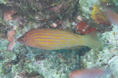 Pseudocheilinus octotaenia