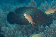 Pseudanthias huchtii