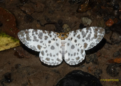 Percnia