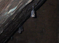 Hipposideros speoris