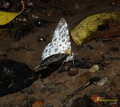 Percnia