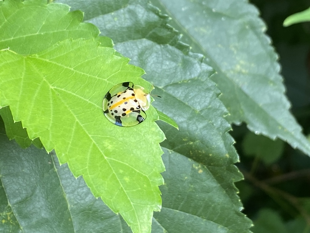 Asian Spotted Tortoise Beetle from 臺灣島, 南屯區, TXG, TW on July 11, 2023 ...