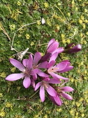 Gentianella cerastioides