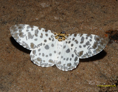 Percnia