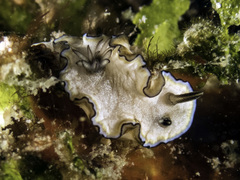 Doriprismatica paladentata
