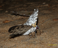 Percnia