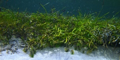 Posidonia