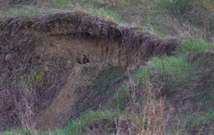 Marmota kastschenkoi