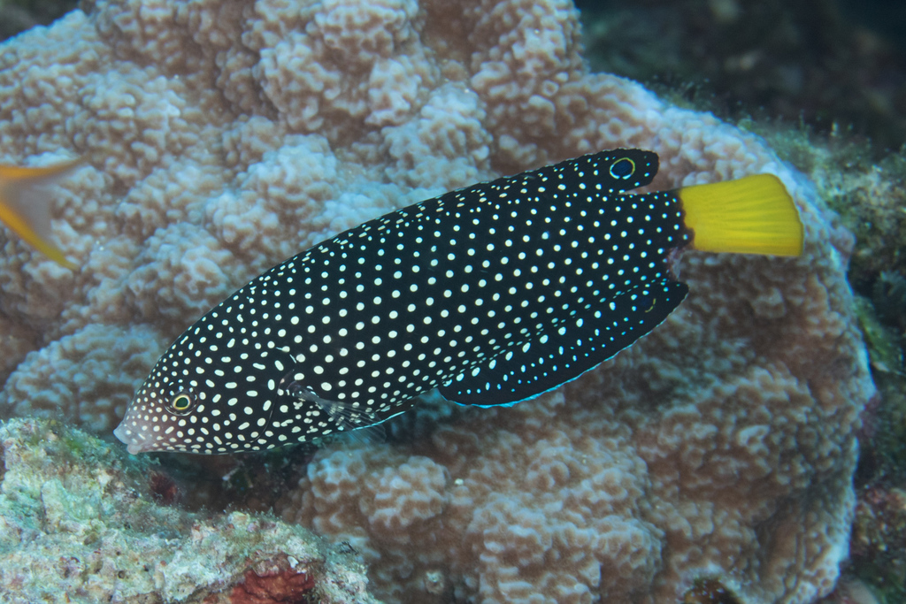 Yellowtail Wrasse