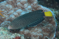 Yellowtail Wrasse photo 1