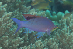 Mirolabrichthys tuka