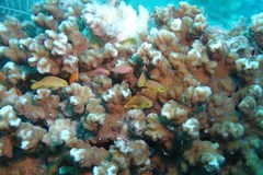 Pseudanthias huchtii