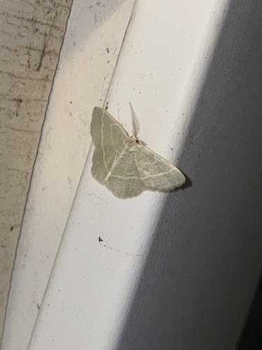 Blackberry Looper Moth photo 3