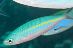 Pterocaesio tessellata