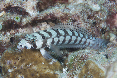 Parapercis tetracantha