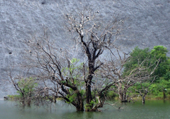 Anthracoceros coronatus