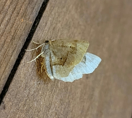 Common Metarranthis Moth photo 3