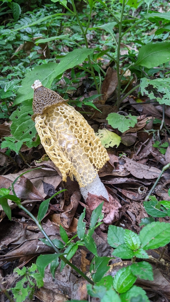 Phallus luteus · July 2023 · photo: © dona5831 (iNaturalist, cc-by-nc)