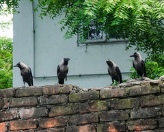 Corvus splendens