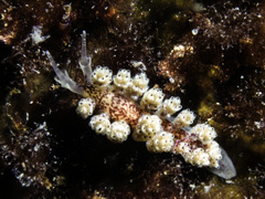 Doto coronata